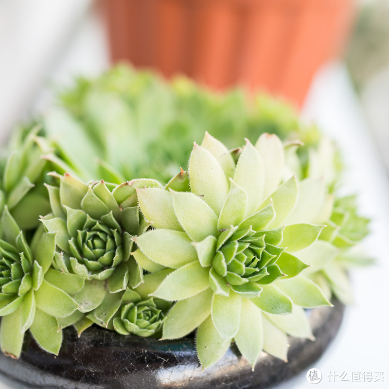 桌面植物种植的（失败）经验总结