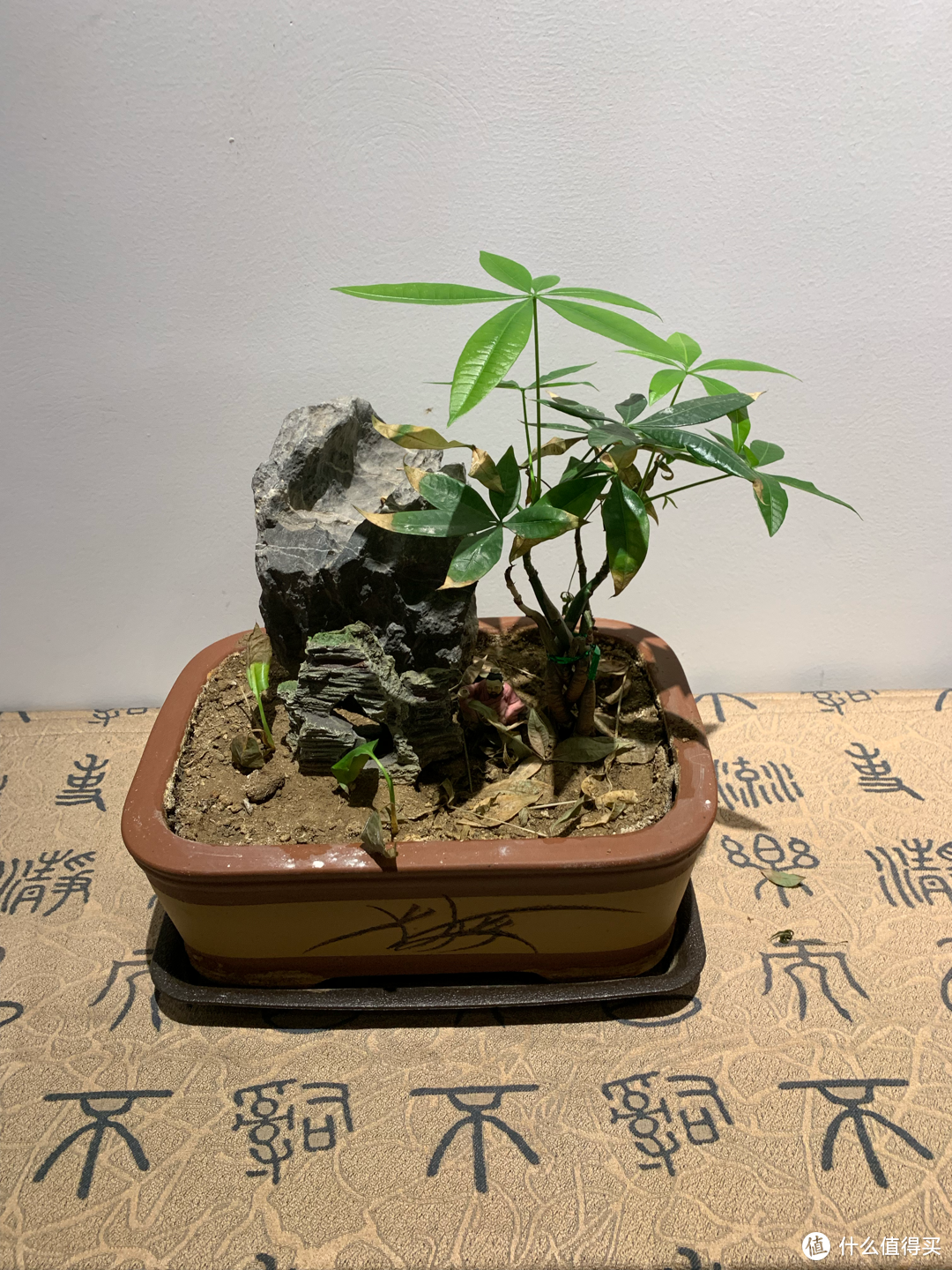 新年里需要些花色来搞搞气氛!