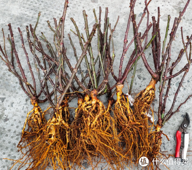 蓝妖:揭秘裸根月季苗怎么栽种养护,及选购方法与技巧,简单有效