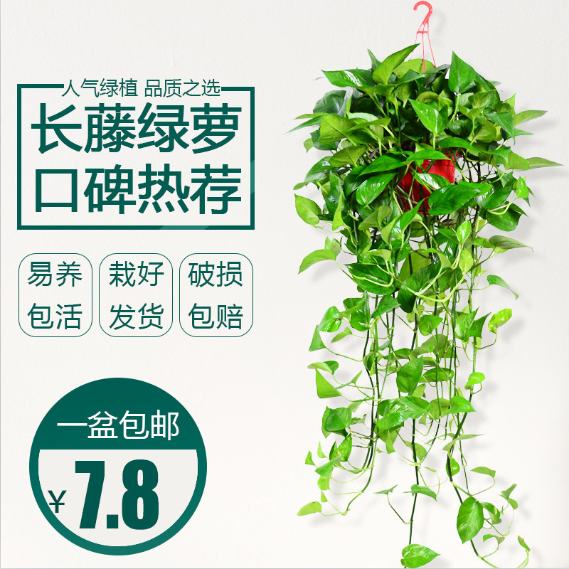 论生命力顽强的绿植非绿萝莫属，超适合办公室种植。